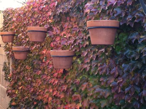 Plant of the Month: Boston Ivy – Sandoval Extension Master Gardeners