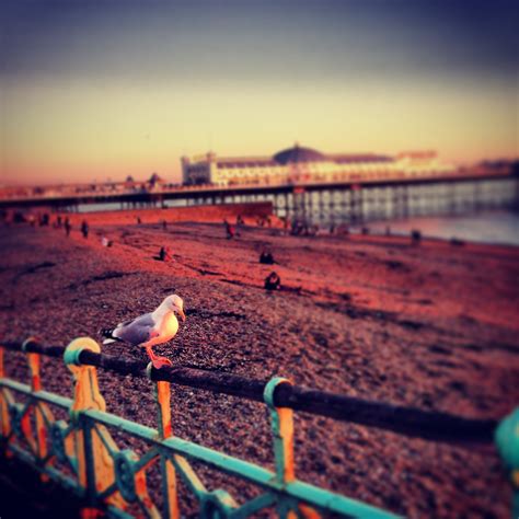 Seagull on Brighton esplanade with the Palace Pier in the background | Brighton, Pier, England