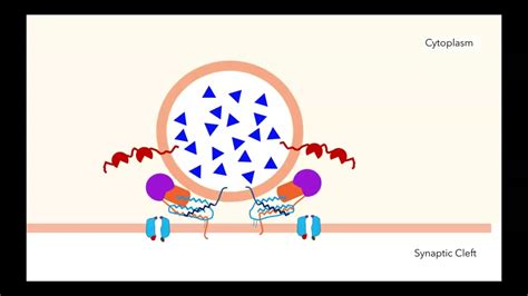 Synaptic Cleft Animation