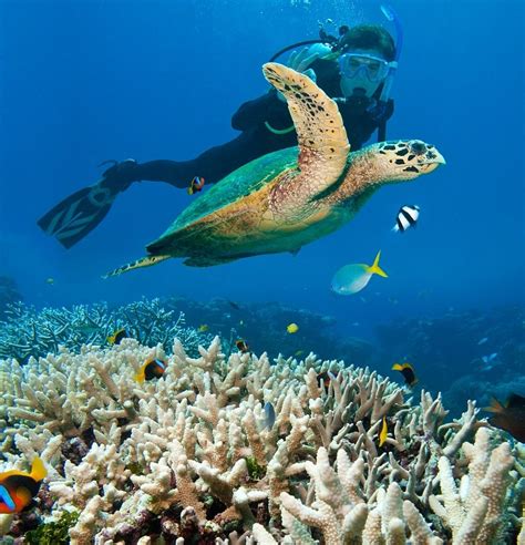 The Great Barrier Reef – What Australia Has to Offer by Way of Scuba ...