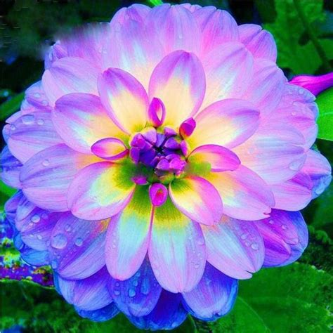 Rare Beautiful Flowers