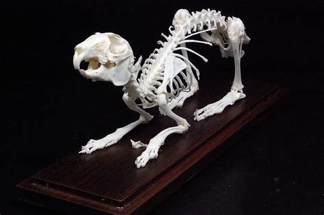 Real rabbit skeleton mounted in plastic show case free shipping | Animal skeletons, Rabbit ...