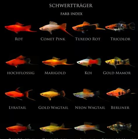 Pin by ßénjámín Dólót on Benjamin | Aquarium fish, Fish breeding, Tropical freshwater fish