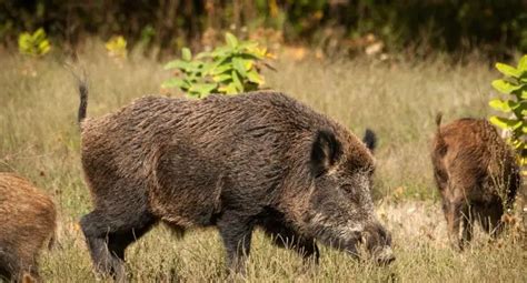 Wild Boar Facts | Anatomy, Diet, Habitat, Behavior - Animals Time