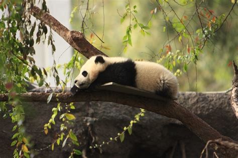 Baby Panda Bear - San Diego Zoo | Baby Panda Bear Cub - San … | Flickr