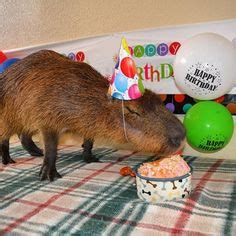 Image result for capybara partyhat Animals And Pets, Baby Animals ...