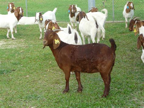 Australian Boer Goat – Cluny Livestock Exports Pty Ltd