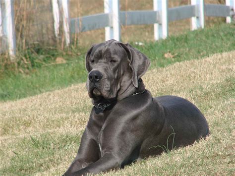 Blue Great Dane Breeders