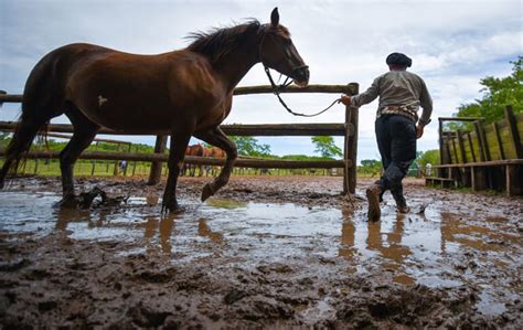 Mud Management in Horse Paddocks - Footing Solutions LLC