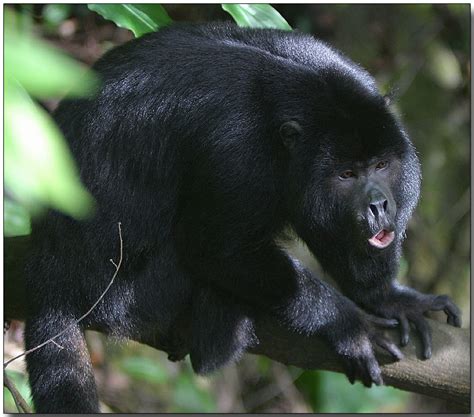 Black Howler Monkey - Primates Photo (455872) - Fanpop