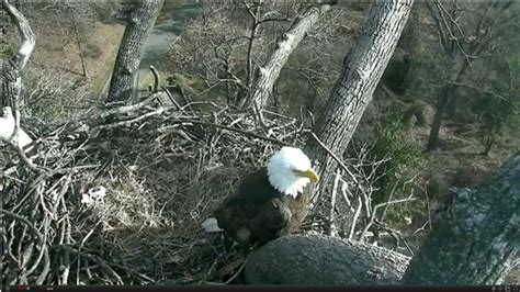 Video: Eagle Cam captures The First Lady laying 1st egg of 2017 | WTOP