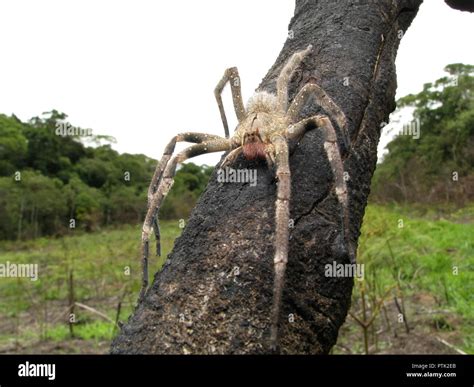 Brazilian Wandering Spider Size