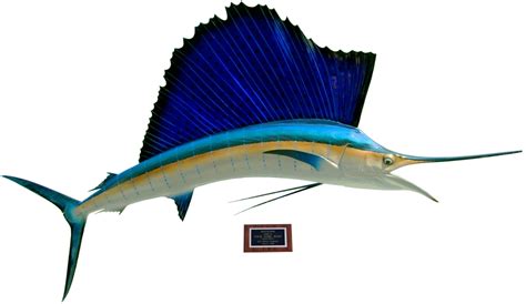 King Sailfish Mounts - Sailfish Mount - Atlantic - 84" - Alltackle.com