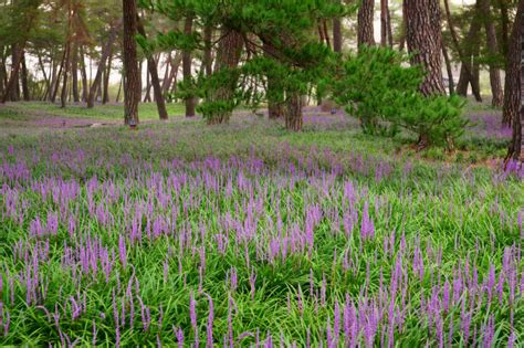 How to Grow Liriope Plants | Ground cover plants, Deer resistant perennials, Perennial ground cover