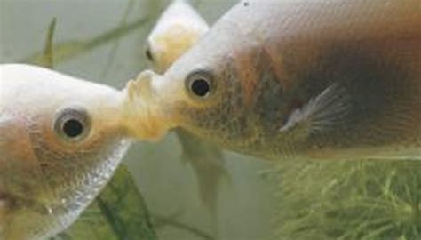 Facts About Pacu Fish | Sciencing