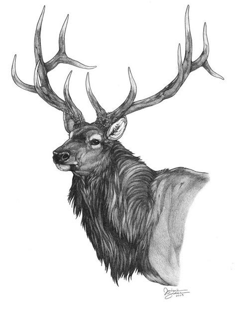 Pencil Drawings: Elk Drawings In Pencil