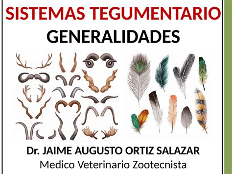 Sistema tegumentario en animales | Diapositivas de Medicina Veterinaria ...