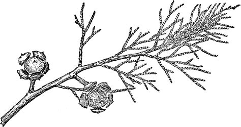 Branch of Arizona Cypress | ClipArt ETC