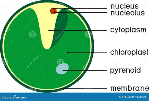 Chlorophyta Cartoons, Illustrations & Vector Stock Images - 93 Pictures to download from ...