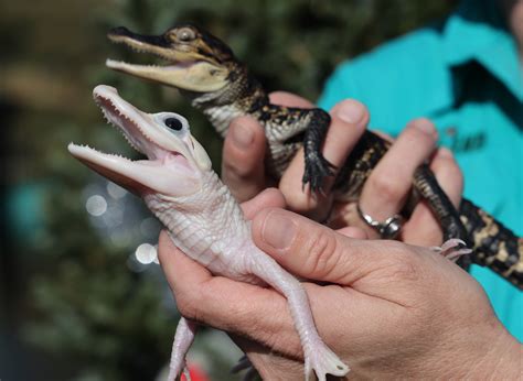 ‘Incredibly rare’ leucistic alligator hatchling cracks into Gatorland