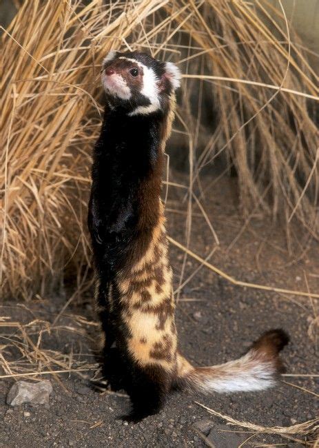 Suzy's Animals of the World Blog: THE STEPPE POLECAT