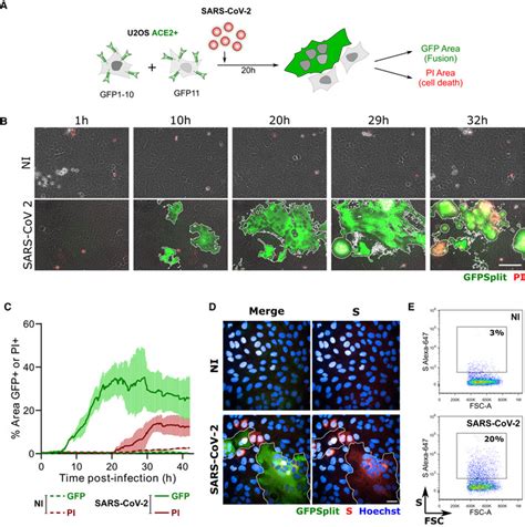 Syncytia formation by SARS-CoV-2-infected cells. - Abstract - Europe PMC