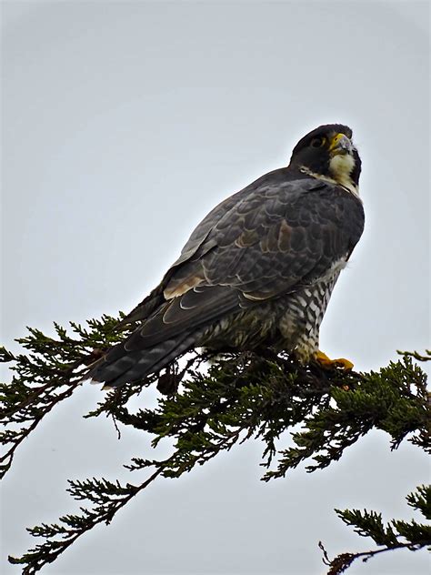 A Peregrine Falcon is a great sighting. – Mendonoma Sightings