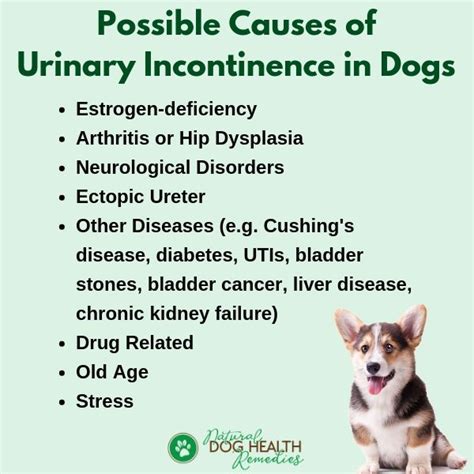 What Causes A Female Dog To Leak Urine