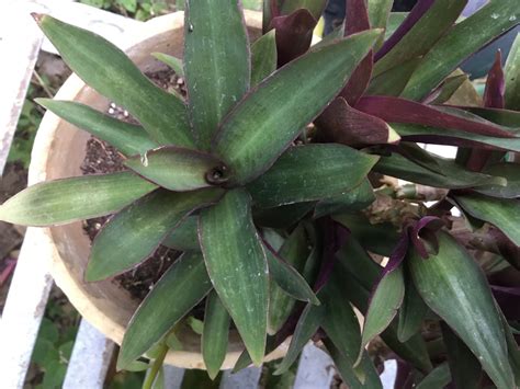 Tradescantia spathacea (dwarf) | Plants, Purple plants, Discoloring