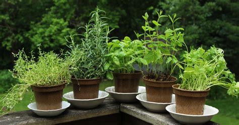 Best Herbs to Grow for Cooking - Elevate Your Culinary Game