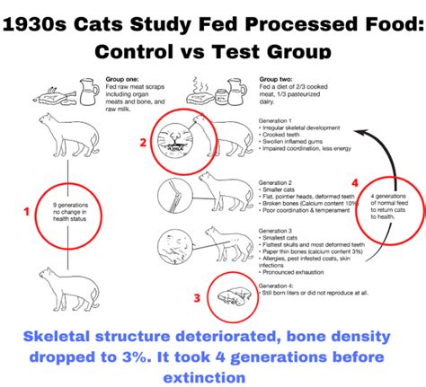 What is the Raw Meat Carnivore Diet: Benefits and Risks - Dr. Robert Kiltz