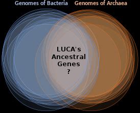 Last universal common ancestor - Wikipedia