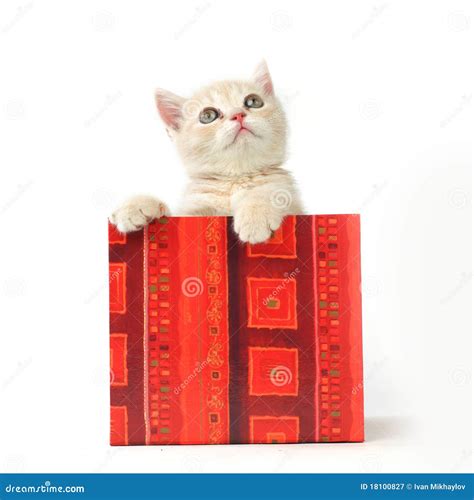 Cat In Gift Box Royalty Free Stock Photography - Image: 18100827