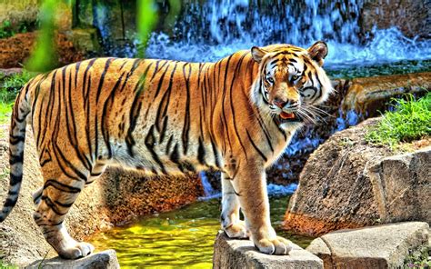 🔥 [49+] HD Tiger Wallpapers | WallpaperSafari