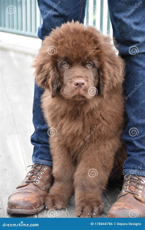 Fluffy Brown Newfoundland Puppy Dog Sitting between Legs Stock Photo ...