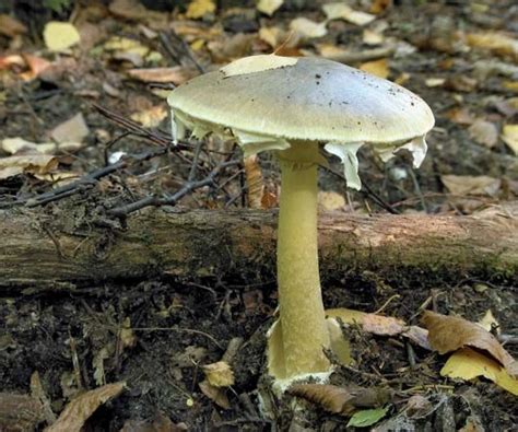 Mushroom poisoning | Britannica.com