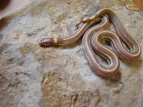 California Kingsnake Care, Breeding and Morphs - Reptiles Magazine