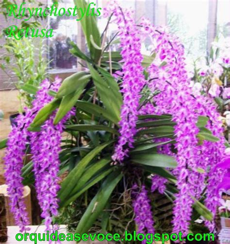 PLANTAS,ORQUIDEAS,DICAS,NOTICIAS,CURIOSIDADES: ORQUÍDEA RHYNCHOSTYLIS RETUSA | Orquídeas, Flores ...