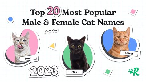 The 20 Most Popular Male and Female Cat Names in 2023 - YouTube