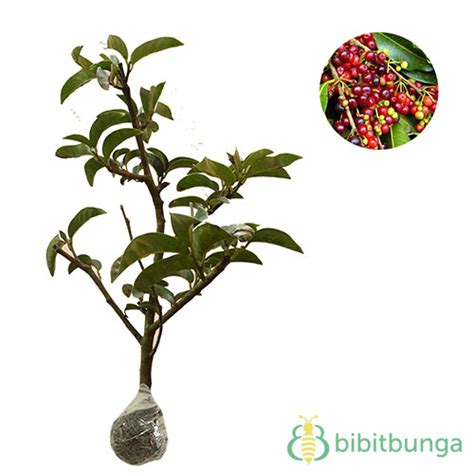 Tanaman Buah Buni (Bignay Fruit) - BibitBunga.com