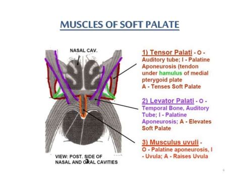 posterior palatal seal