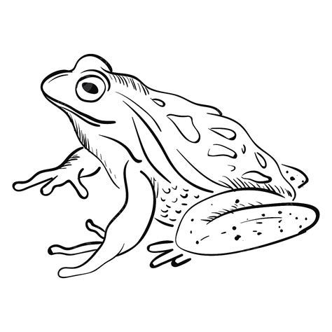 Sketch Of A Frog Vector Or Color Illustration, Frog Drawing, Rat ...