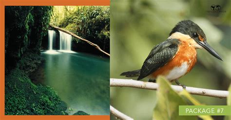 Costa Rica Highlights Bird Watching Tour - [ 8 Day Birding Tour ]