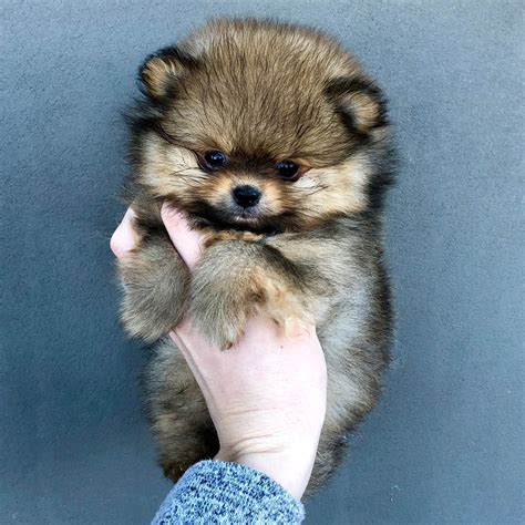 Castle-Top's Pomeranians - Puppies For Sale