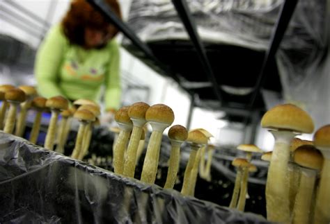 Denver magic mushroom decriminalization questions and answers