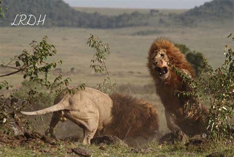 Lions in battle - Africa Geographic