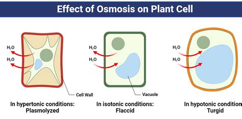 Effect of Osmosis on Plant Cells | Example | Movement Across Membrane | Osmoregulation