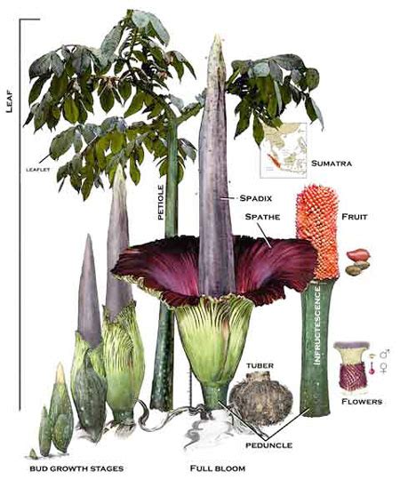 Titan Arum Archive