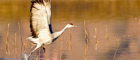 Top Bird-Watching Destinations for Groups - The Group Travel Leader | Group Tour and Travel ...