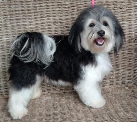 Havanese Puppy for Sale - Adoption, Rescue for Sale in Boise, Idaho Classified | AmericanListed.com